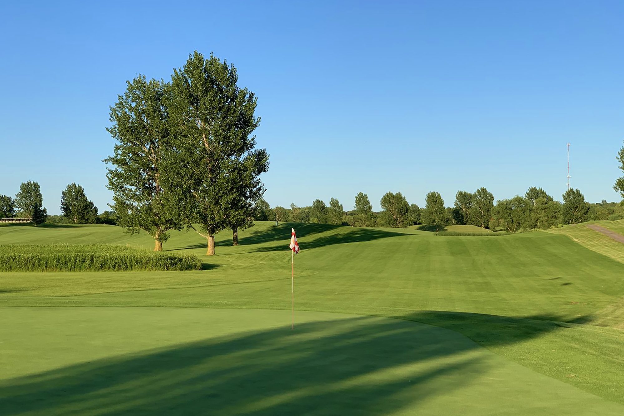 Tree on Golf Course Fairway